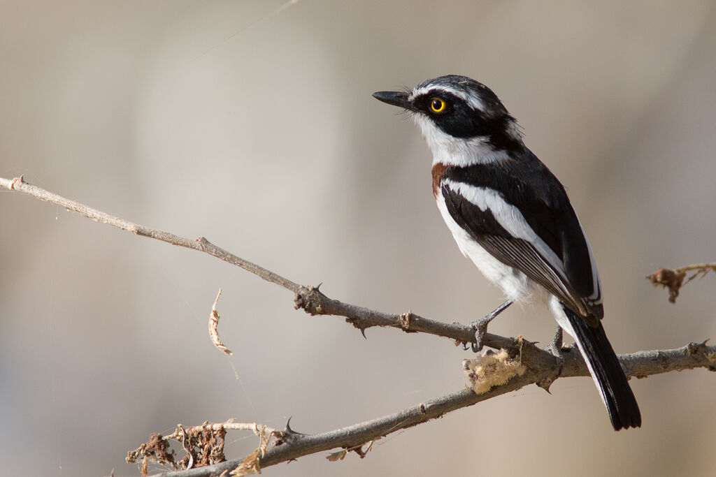 Western Black-headed Batis