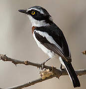 Western Black-headed Batis