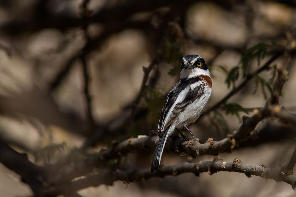 Western Black-headed Batis