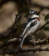 Western Black-headed Batis