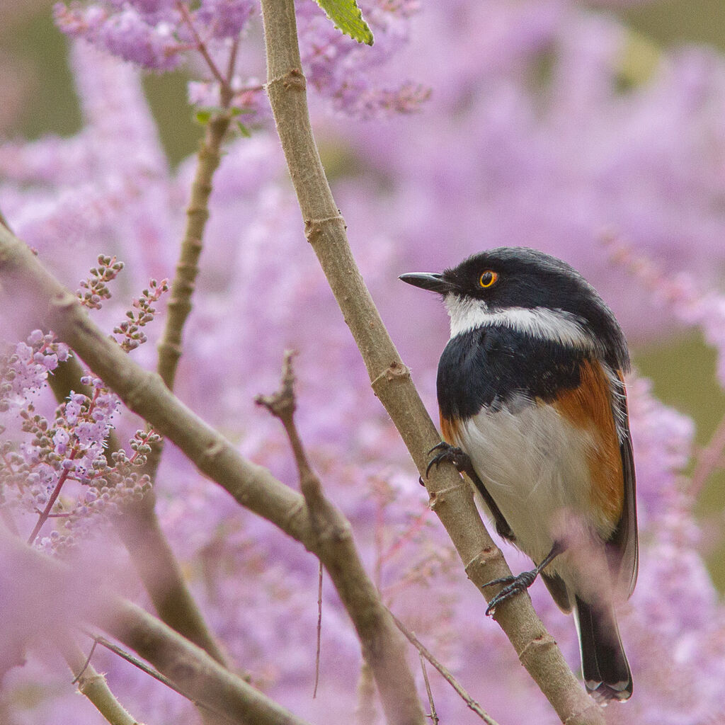 Cape Batis