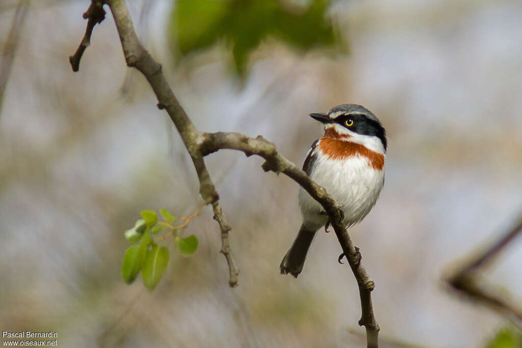 Chinspot Batis female, identification