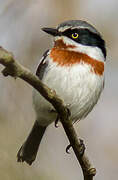 Chinspot Batis