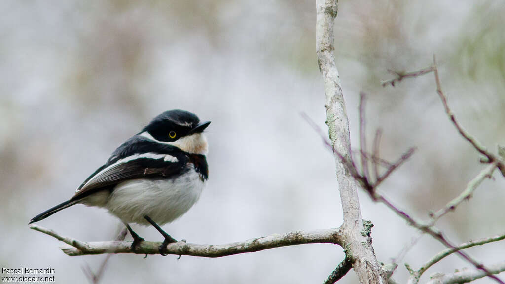 Chinspot Batis male adult, identification