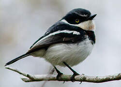 Chinspot Batis