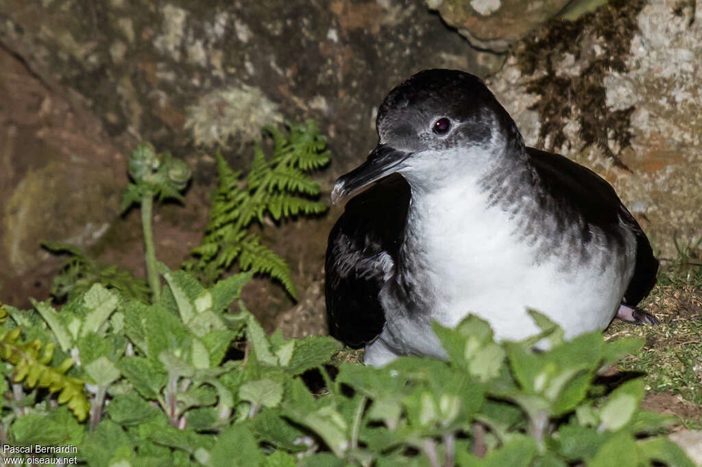 Manx Shearwateradult, close-up portrait