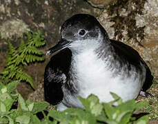 Manx Shearwater