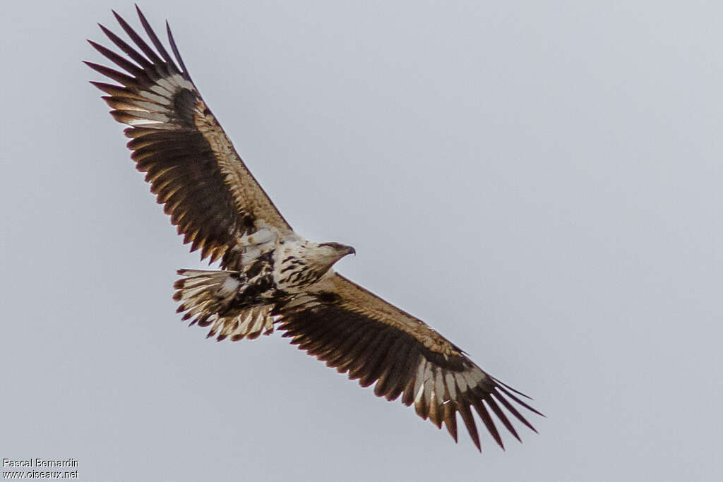 African Fish Eagleimmature, Flight