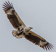 African Fish Eagle