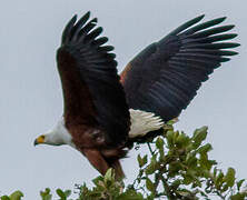 African Fish Eagle