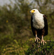 African Fish Eagle