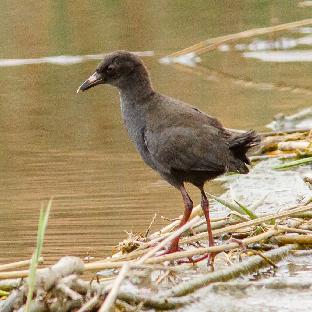 Black Crake