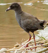 Black Crake