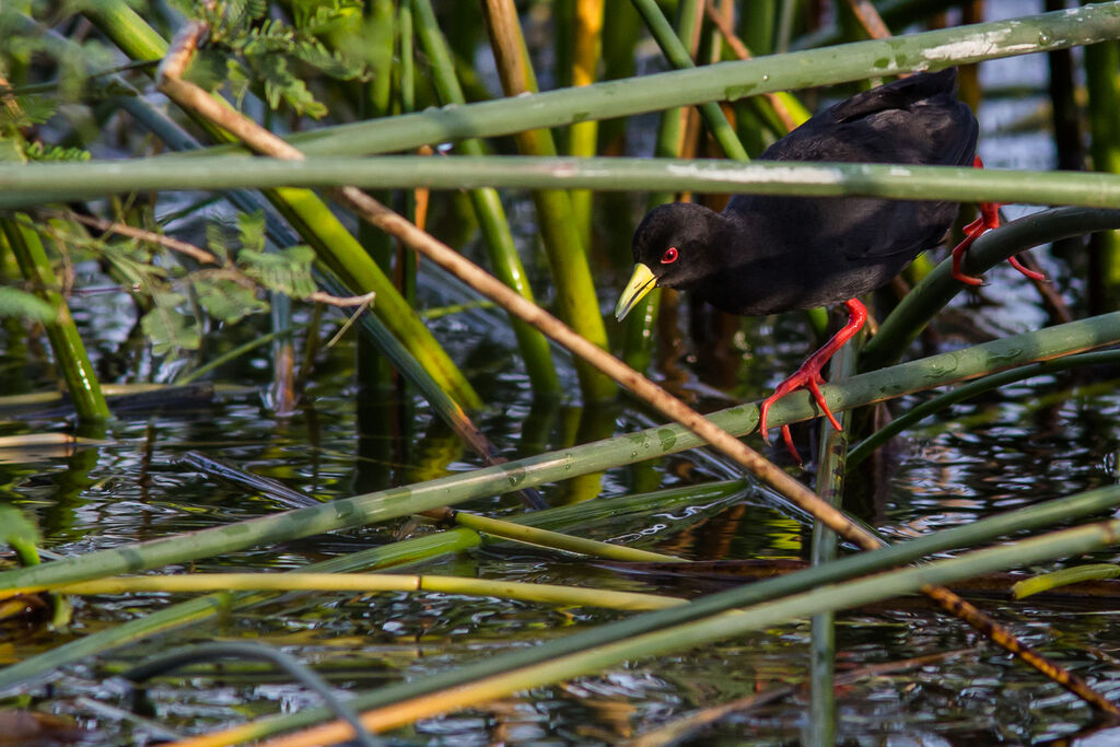 Black Crake