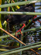 Black Crake