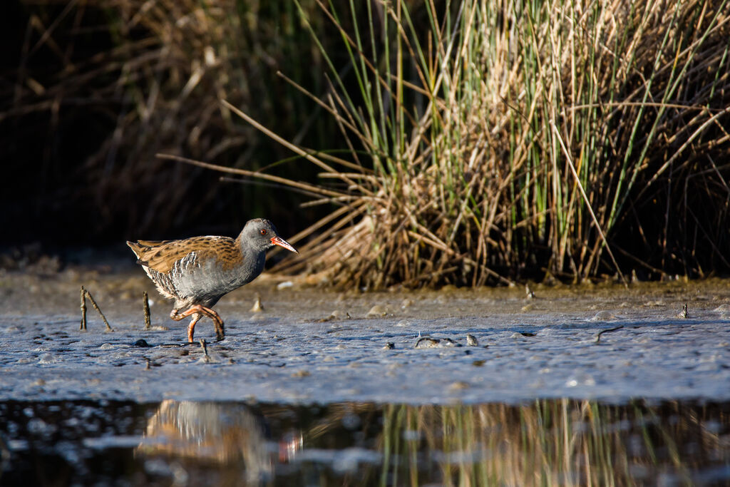 Water Rail