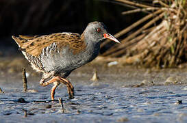 Water Rail