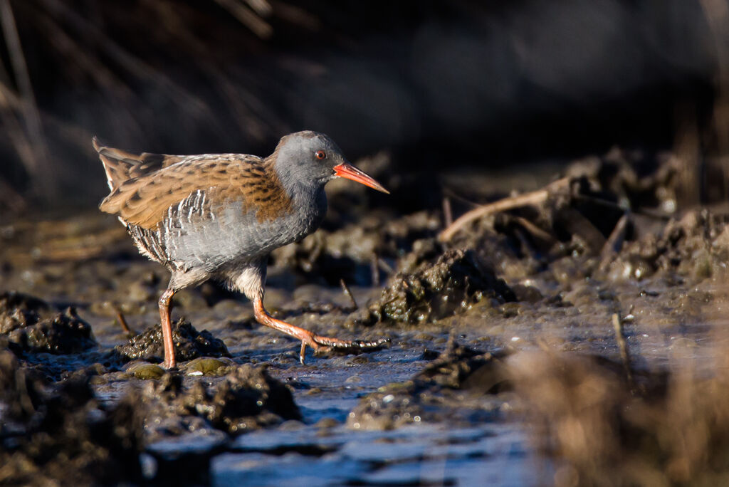 Water Rail