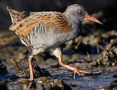 Water Rail