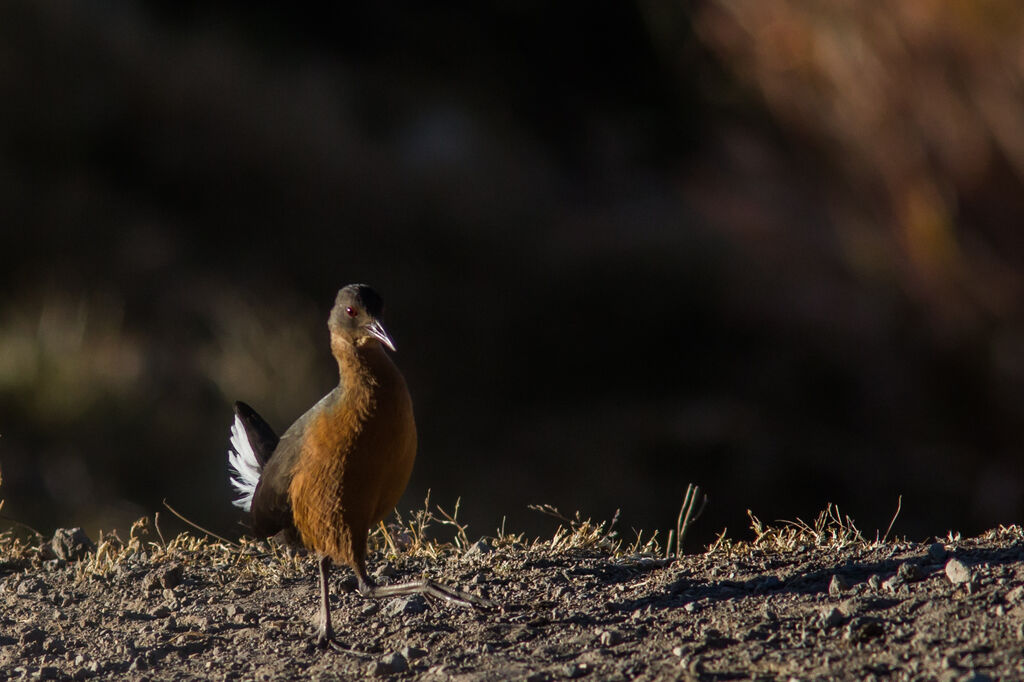 Rouget's Rail