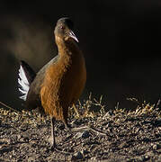 Rouget's Rail