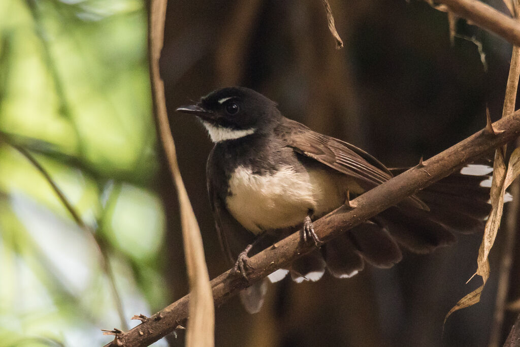 Malaysian Pied Fantail