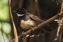 Malaysian Pied Fantail