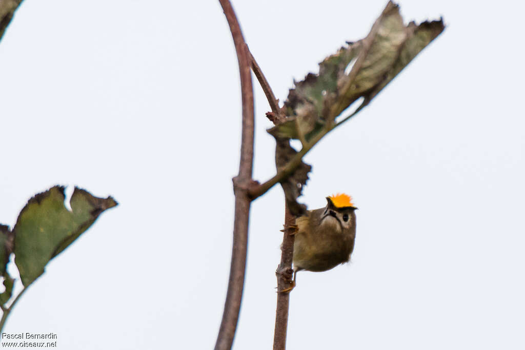 Goldcrest male adult, pigmentation, Behaviour