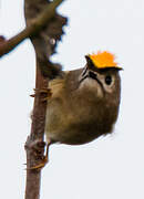 Goldcrest