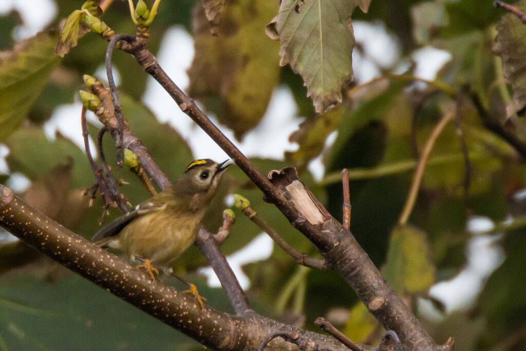 Goldcrest female adult