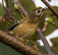 Goldcrest