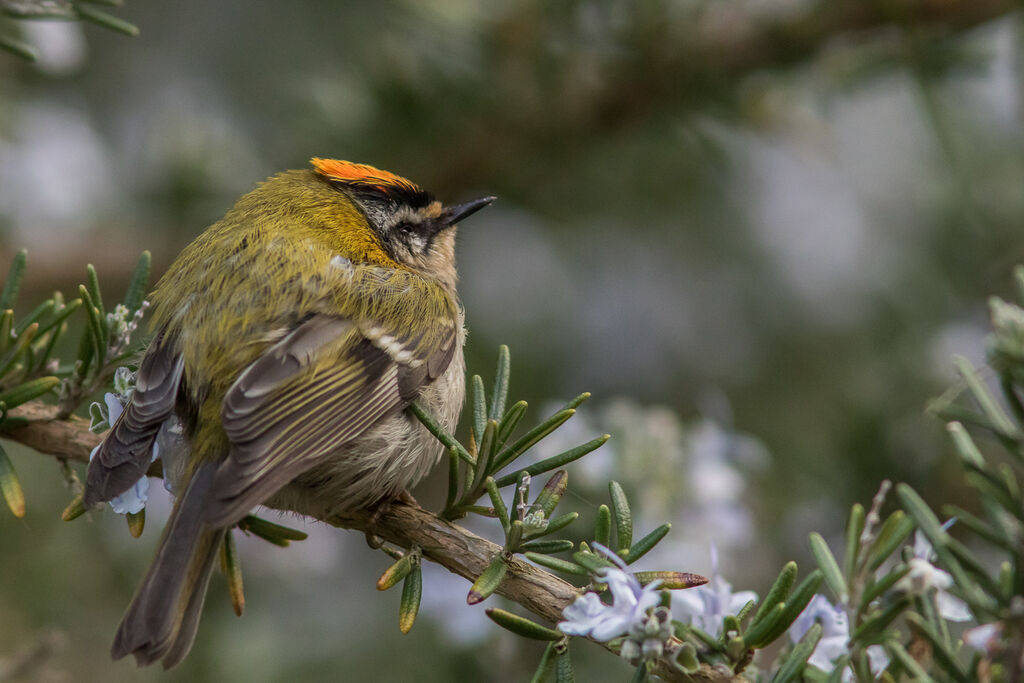 Common Firecrest