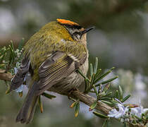 Common Firecrest