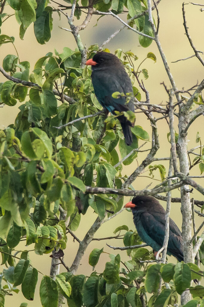 Rolle oriental, identification, habitat