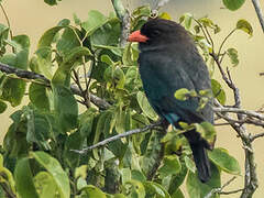 Oriental Dollarbird