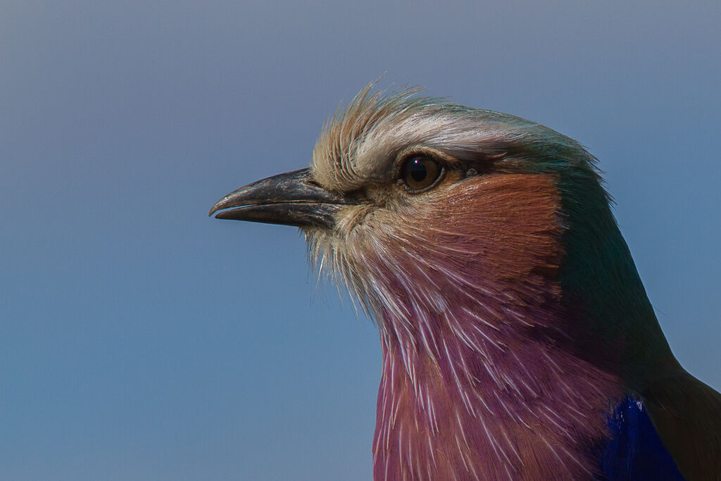 Lilac-breasted Roller