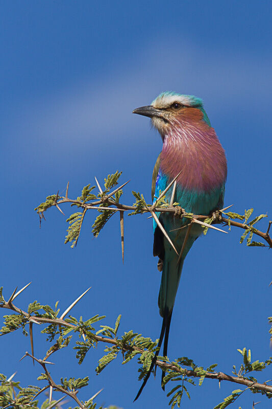 Lilac-breasted Roller