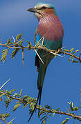 Lilac-breasted Roller