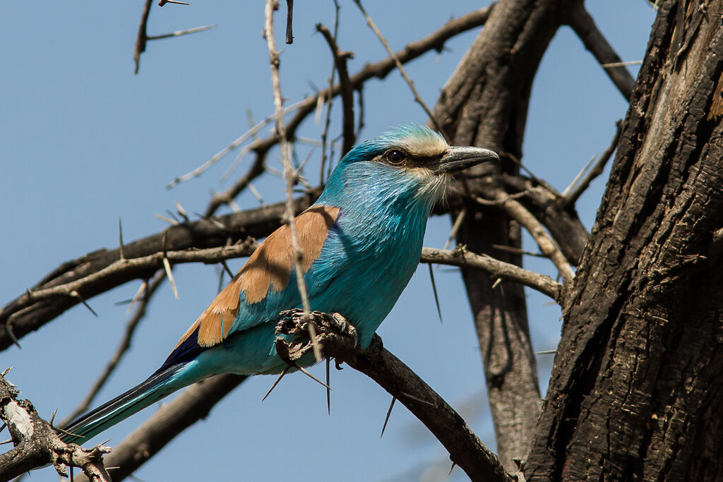 Abyssinian Roller