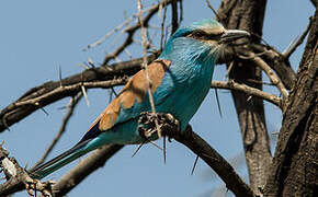 Abyssinian Roller