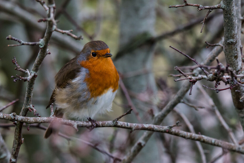 European Robin