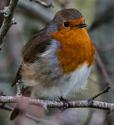 European Robin