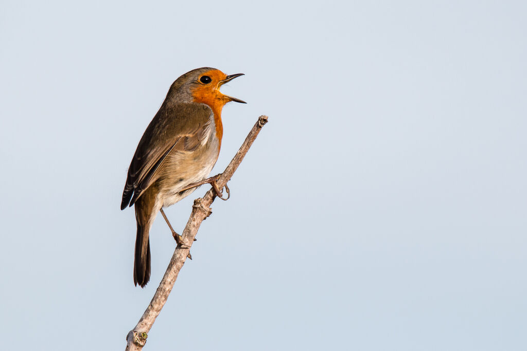 European Robin