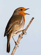 European Robin