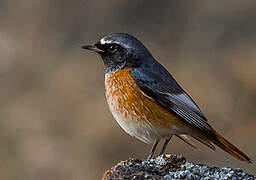 Common Redstart