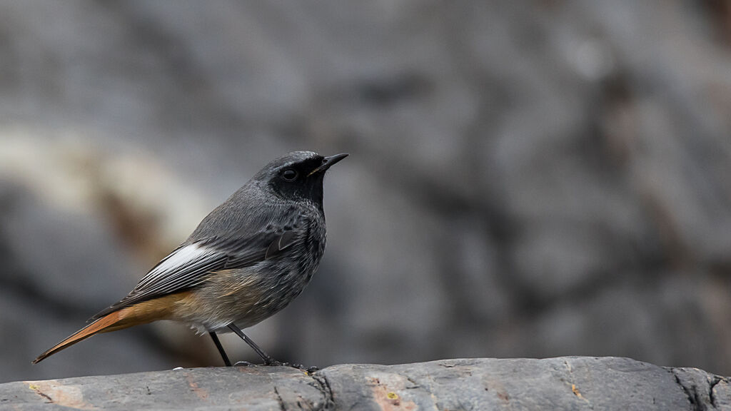 Black Redstartadult