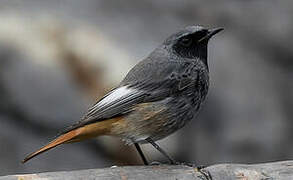 Black Redstart