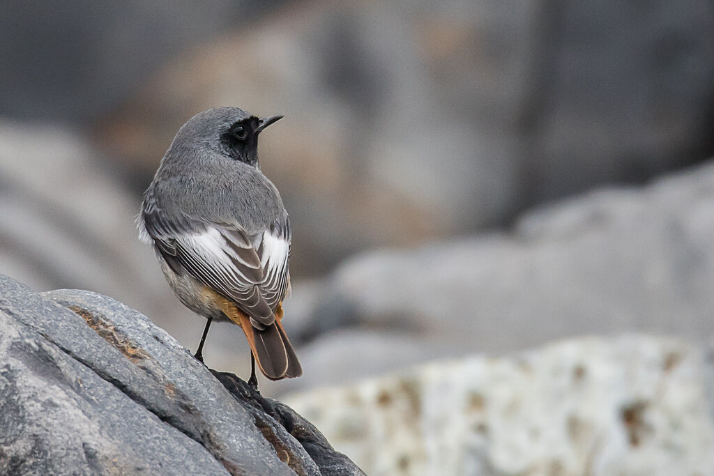 Black Redstart