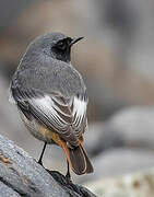 Black Redstart