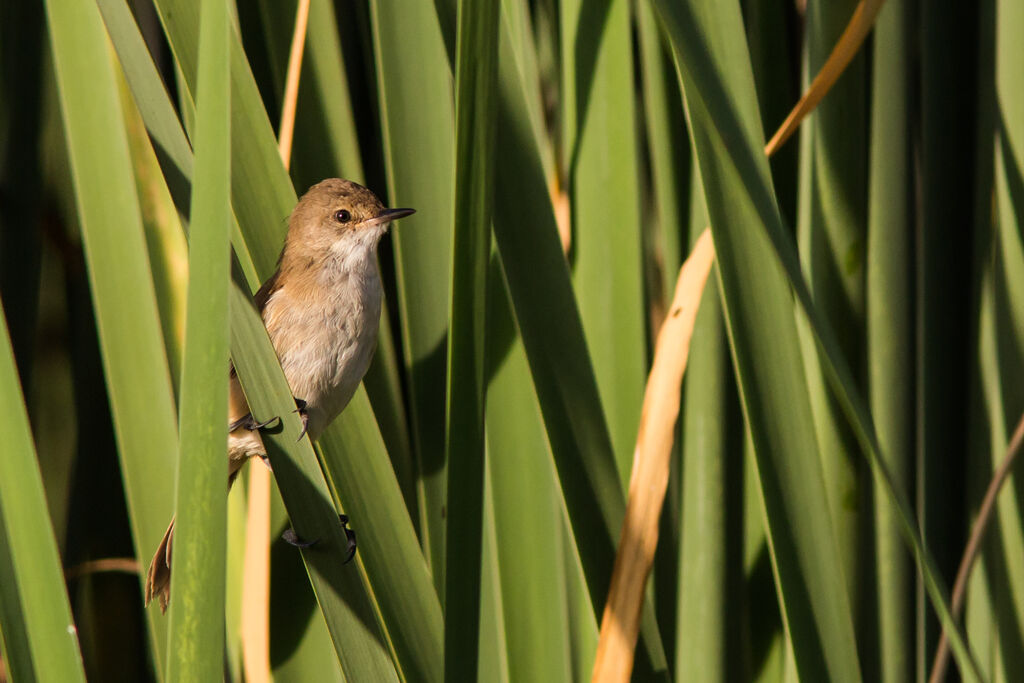 Lesser Swamp Warbler